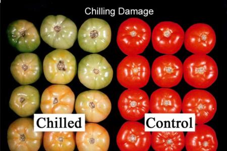 Tomato Chilling Injury